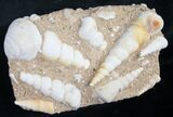 Large Fossil Turritella (Gastropod) From France #8815-1